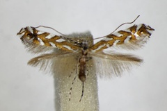 Aristaea pavoniella