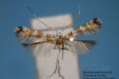 Spulerina parthenocissi
