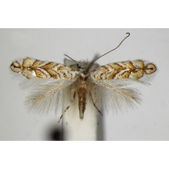 /filer/webapps/moths_gc/media/images/C/cistifoliella_Triberta_A_ZSM_5.jpg