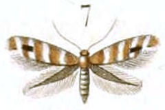 Phyllonorycter emberizaepennella