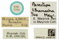 Parectopa lithomacha