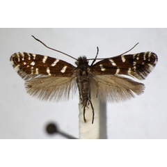 /filer/webapps/moths_gc/media/images/C/coffeella_Callisto_A_ZSM_2.jpg