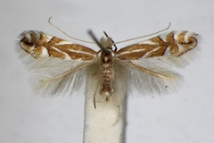 Phyllonorycter coryli