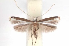 Lamprolectica apicistrigata