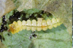 Cameraria corni