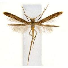 /filer/webapps/moths_gc/media/images/G/glochidia_Diphtheroptila_PT2_ANIC.jpg