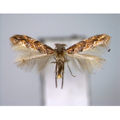 /filer/webapps/moths_gc/media/images/T/tritorrhecta_Phyllonorycter_A_EIHU.jpg