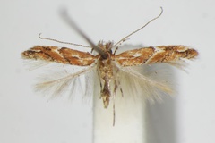 Phyllonorycter brunnea