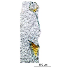 /filer/webapps/moths_gc/media/images/V/virosae_Diphtheroptila_PT15_GF_signum_ANIC.jpg