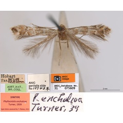 /filer/webapps/moths_gc/media/images/E/enchalcoa_Phyllonorycter_ST2_ANIC.jpg