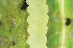 Atacamaptilia ambrosiavora