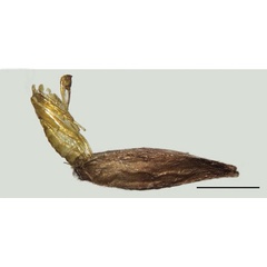 /filer/webapps/moths_gc/media/images/B/baranchikovi_Micrurapteryx_Cocoon6__Kirichenko-et-al_2021_147.jpg