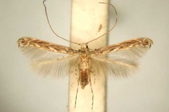 Stomphastis tremina