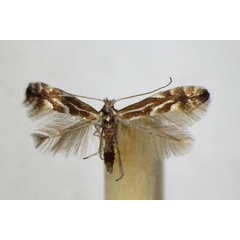 /filer/webapps/moths_gc/media/images/S/salictella_viminiella_Phyllonorycter_A_ZSM_2.jpg