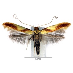 /filer/webapps/moths_gc/media/images/A/alchimiella_Caloptilia_iW_01_LR.jpg