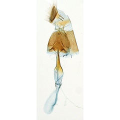 /filer/webapps/moths_gc/media/images/D/doo_Bridella_PT_GF_ANIC.jpg