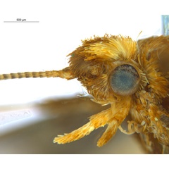 /filer/webapps/moths_gc/media/images/M/myopora_Kallia_PT_A69_head2_ANIC.jpg