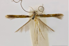 Eucosmophora eurychalca