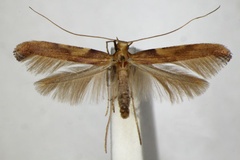 Caloptilia coruscans