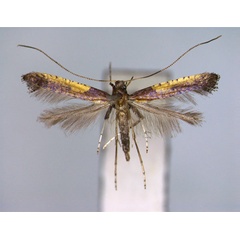 /filer/webapps/moths_gc/media/images/A/azaleella_Caloptilia_A_EIHU.jpg