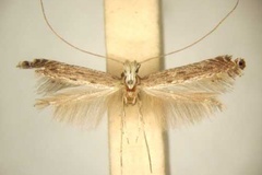 Pleiomorpha homotypa