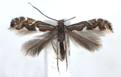 /filer/webapps/moths_gc/media/images/S/strigulatella_Phyllonorycter_A_WJDP.jpg