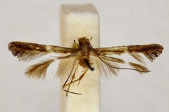 Caloptilia iorphna