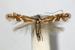 Phyllonorycter hostis