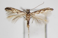 Phyllonorycter issikii