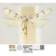 /filer/webapps/moths_gc/media/images/Z/zaplaca_Gibbovalva_LT_BMNH_1406222.jpg