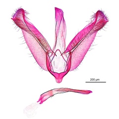 /filer/webapps/moths_gc/media/images/D/desmodiella_Liocrobyla_GM10_ANIC.jpg