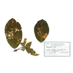 /filer/webapps/moths_gc/media/images/D/doo_Bridella_host-plant_De-Prins-etal_2025_18_x0iZnQf.jpg