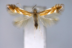 Phyllonorycter matsudai