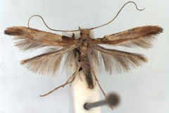 Caloptilia coruscans