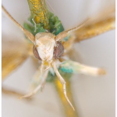 /filer/webapps/moths_gc/media/images/E/enchlamyda_Acrocercops_ST2_head_ANIC.jpg