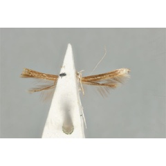 /filer/webapps/moths_gc/media/images/M/maculosa_Cuphodes_PLT_ANIC31-087224_ventral.jpg