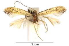 Sabulopteryx limosella