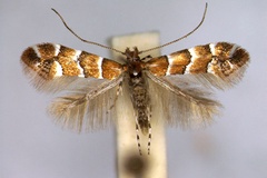 Phyllonorycter scabiosella