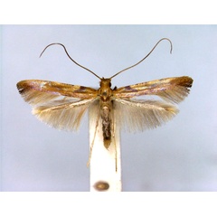 /filer/webapps/moths_gc/media/images/S/schinella_Caloptilia_A_EIHU.jpg