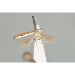 /filer/webapps/moths_gc/media/images/T/tristaniae_Acrocercops_ST_ANIC31-087279_dorsal.jpg