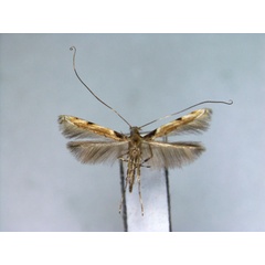 /filer/webapps/moths_gc/media/images/D/distylii_Acrocercops_PT_EIHU.jpg