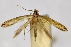 Epicephala colymbetella