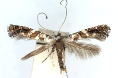 Gracillaria albicapitata