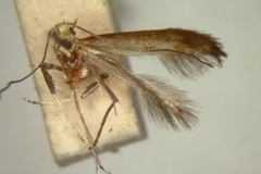 Caloptilia pyrrhochroma
