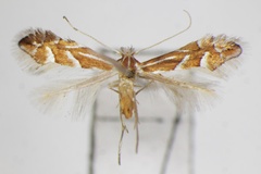 Phyllonorycter turugisana