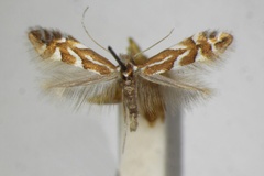 Phyllonorycter salictella