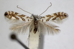 Phyllonorycter geniculella