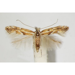 /filer/webapps/moths_gc/media/images/J/juncei_Phyllonorycter_A_ZSM_2.jpg