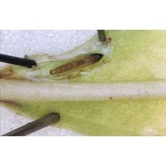 /filer/webapps/moths_gc/media/images/R/ramulicola_Phyllocnistis_pupa_Kirichenko-etal_2023_17b.jpg