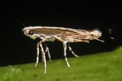 Epicephala assamica